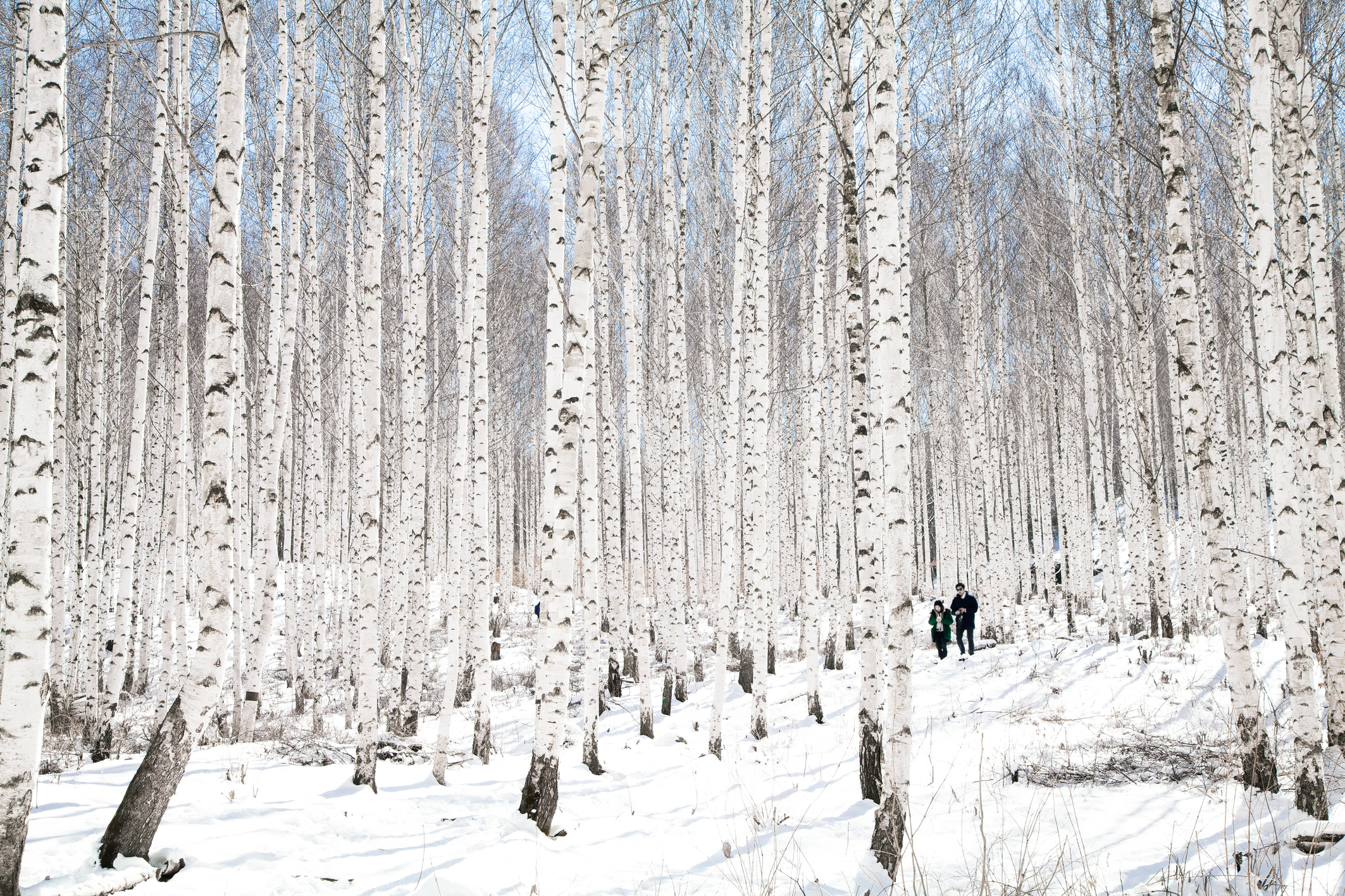 Birch Tree Forest