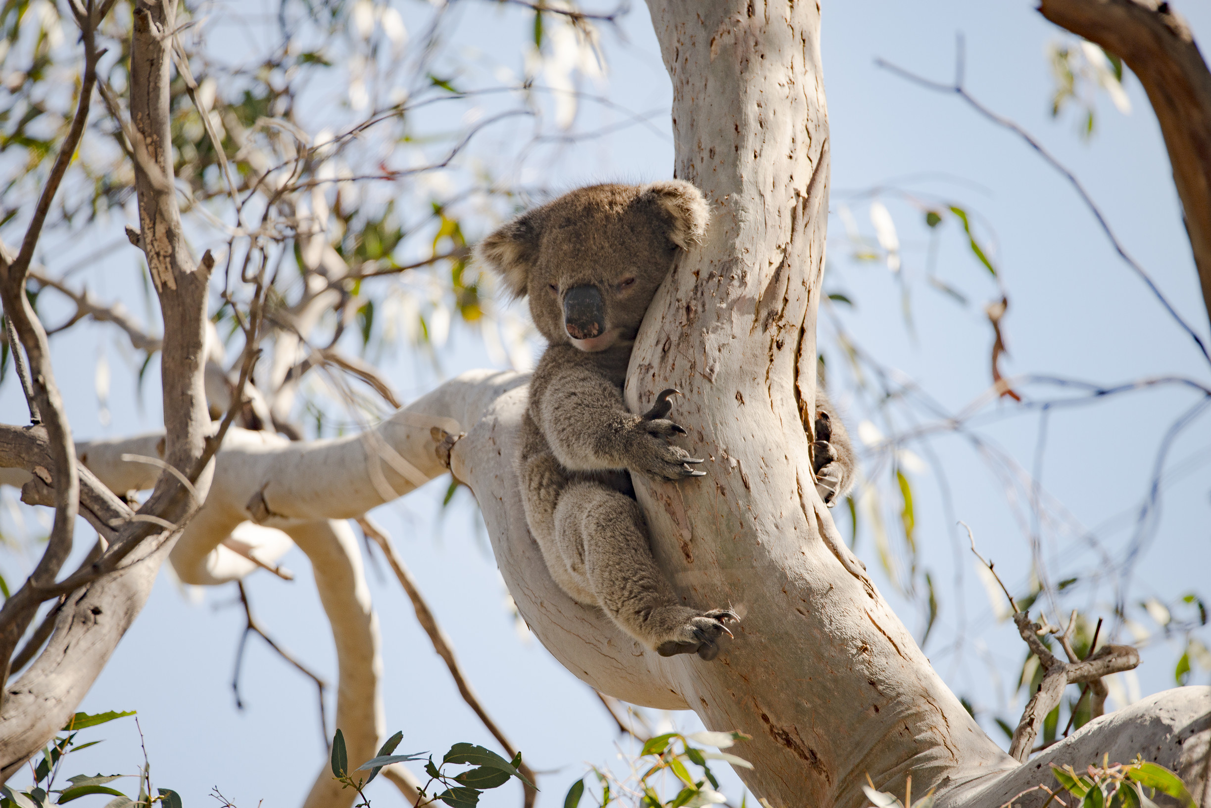 Koala