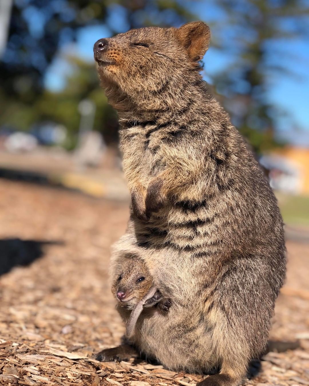 Quokka @novygram