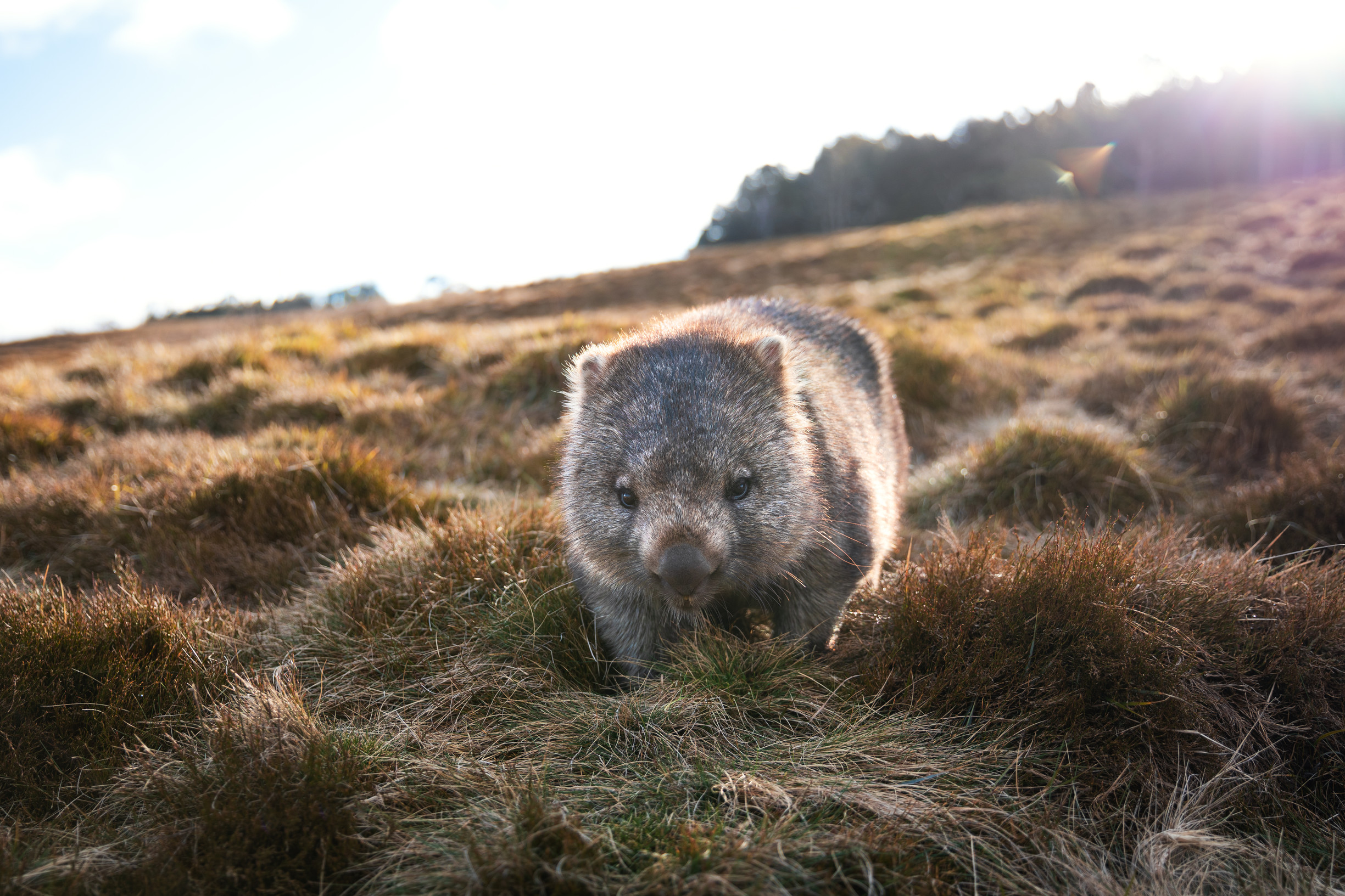 wombat